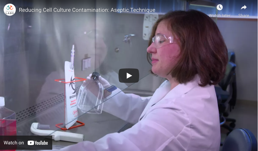 Featured image for “Reducing Cell Culture Contamination: Aseptic Technique”