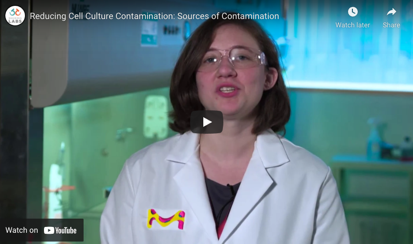 Featured image for “Reducing Cell Culture Contamination: Sources of Contamination”