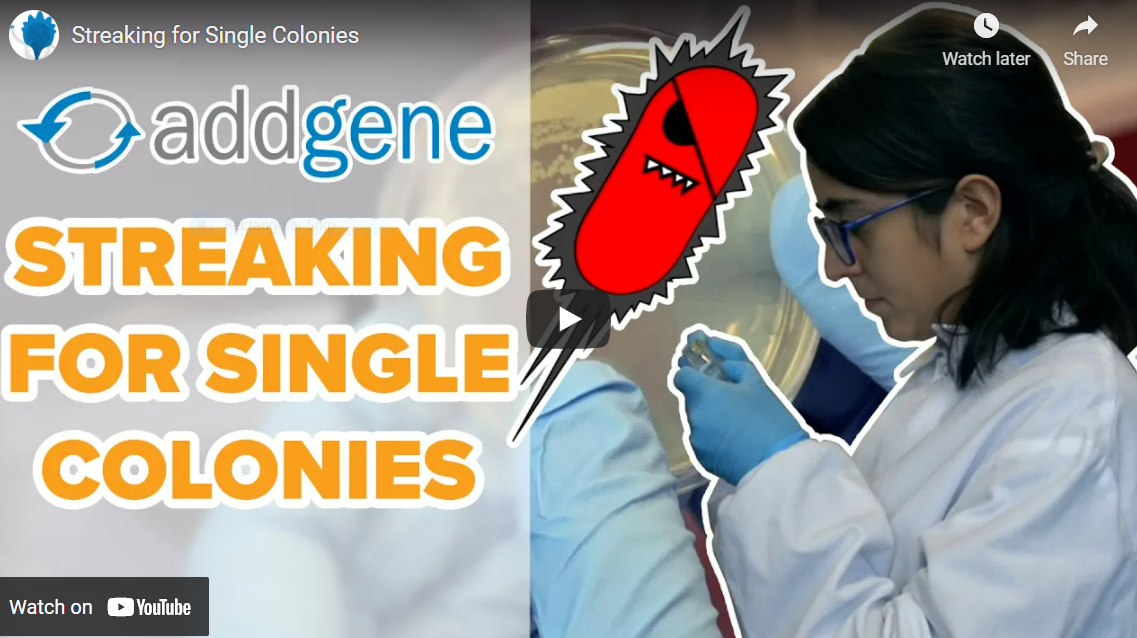 Featured image for “Streaking for Single Colonies”